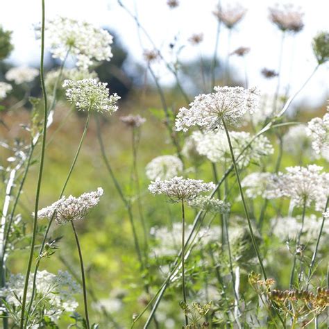 Bishops Flower Ammi Majus American Meadows