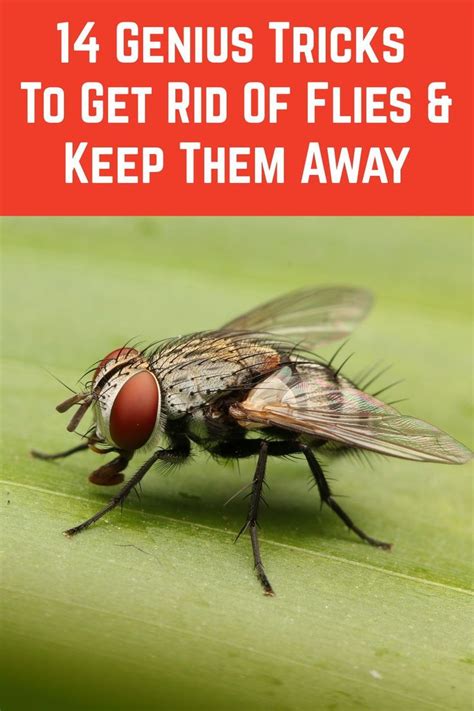 Flies Are A Highly Annoying Pest But You Dont Have To Put Up With