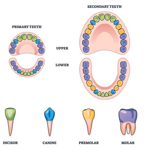 Different Teeth Types and Their Functions - (Incisors, Canines ...