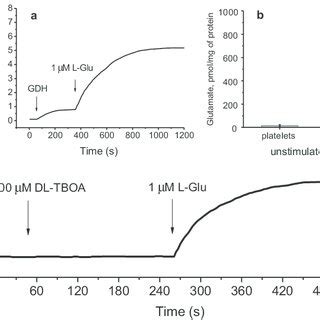 Glutamate dehydrogenase (GDH) assay: lack of unstimulated release of ...