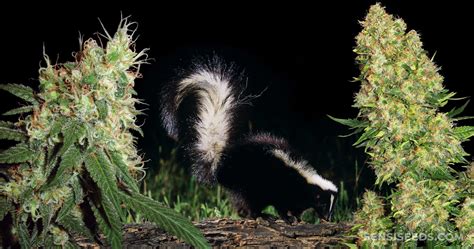 ‘Skunk Weed’: A Beginner’s Guide to Skunk - Sensi Seeds