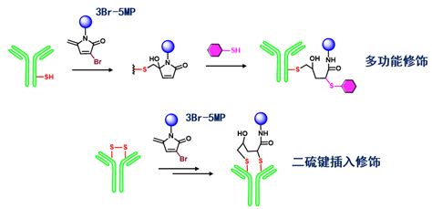 周传政课题组Nat Commun 基于3Br 5MP的蛋白质化学修饰方法 元素有机化学研究所