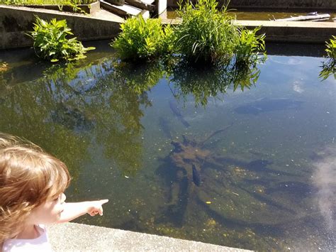 Pollywog Adventures At Cold Spring Harbor Fish Hatchery And Aquarium