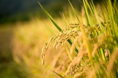 Can Golden Rice End World Hunger Food Revolution Network