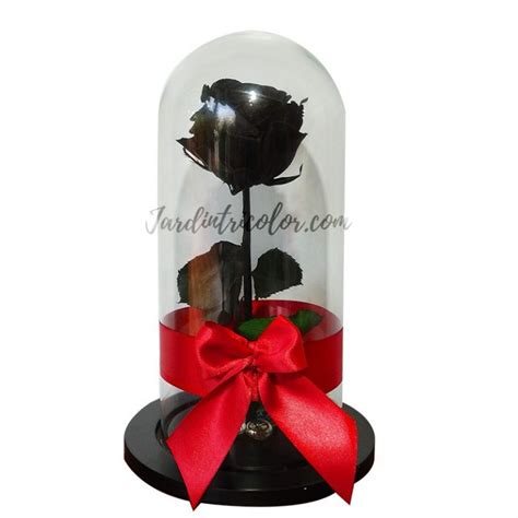 Rosa Preservada Negra Cms Florister A Jard N Tricolor