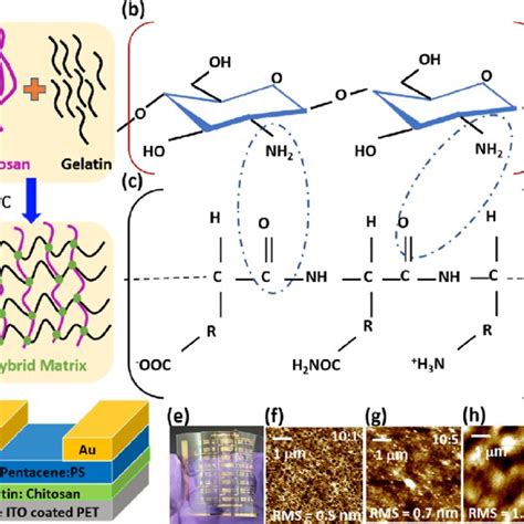 A Schematic Illustration Of Chitosan Gelatin And Gelatinchitosan Download Scientific