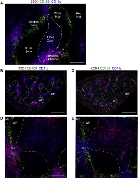 33D1 And XCR1 DC Subsets Survey Different Regions Of The Spleen A