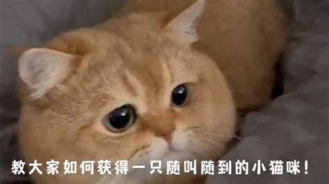 萌寵貓貓 教大家如何获得一只随叫随到的小猫咪！貓 寵物 可愛的 Cat Shorts Youtube