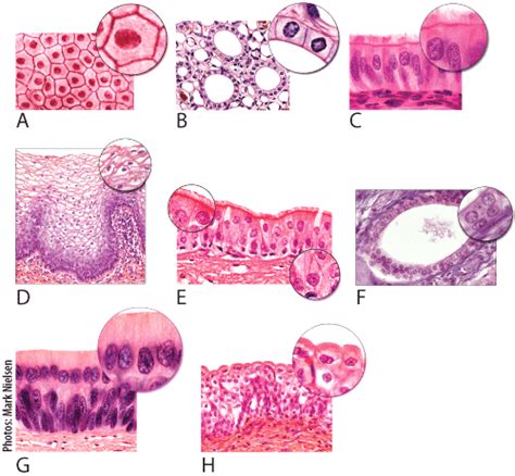 The Epithelial Tissues Flashcards Quizlet