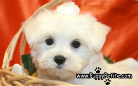 Maltese Puppy Potty Training Mastery Guide | PUPPYPETITE