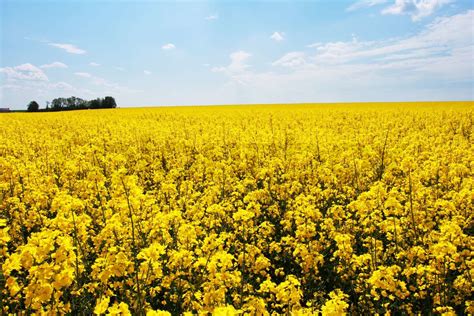 Blomster Af Olie I Rapsmark Med Bl Himmel Og Skyer Stock Foto