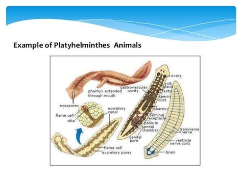 Phylum platyhelminthes