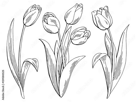 Tulip Flower Graphic Black White Isolated Sketch Illustration Vector