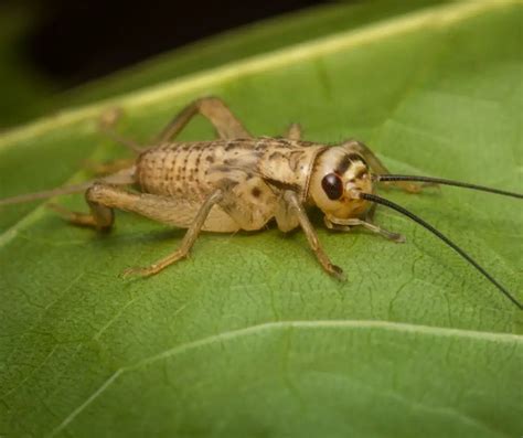 11 Different Types Of Crickets Plus Faqs Animals Hq