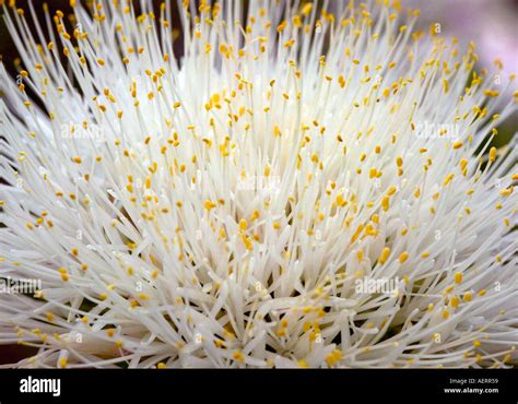 Haemanthus Albiflos Hi Res Stock Photography And Images Alamy