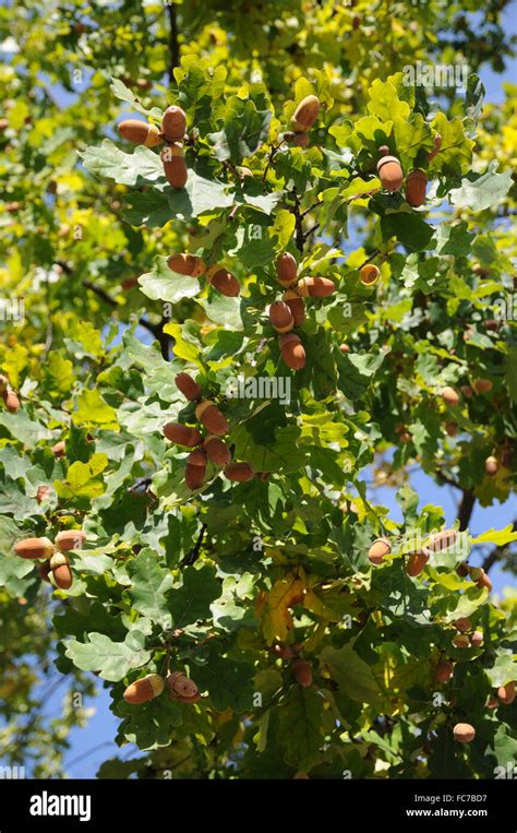 German Oak Stock Photo Alamy
