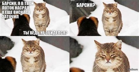 Барсик? | Пикабу