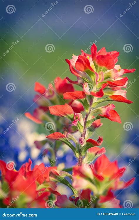 Close-up of Indian Paintbrush Wildflowers Stock Photo - Image of season ...