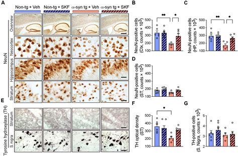 Inhibition Of P Mapk Restores Neuronal P Mapk And Ameliorates