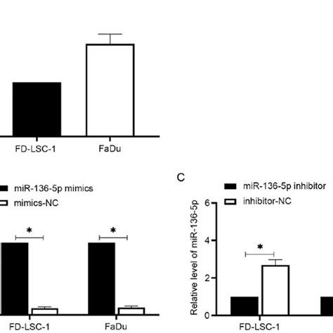 The Expression Levels Of Mir P In Lscc And Hpscc Cells A The