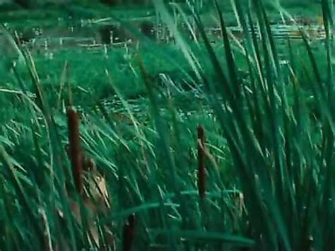 Nude Pascale Bussieres Valerie Blain Marecages 2011 Video Best Sexy Scene HeroEro Tube