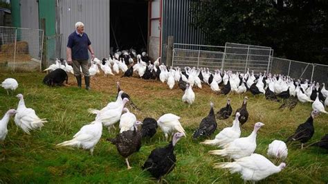 Britain bird flu kills half of turkeys in open farms - TimesKuwait