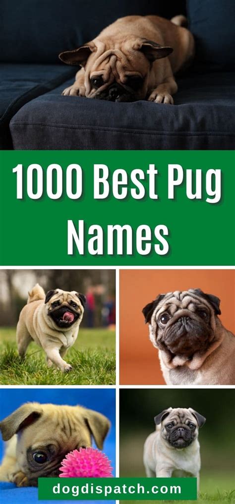 1000 Best Pug Names (Updated 2022) - Dog Dispatch