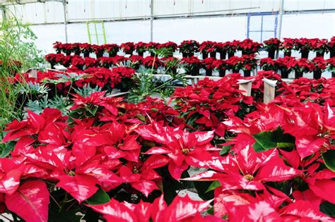 White Glitter Poinsettia Meadow View Greenhouse Garden Center