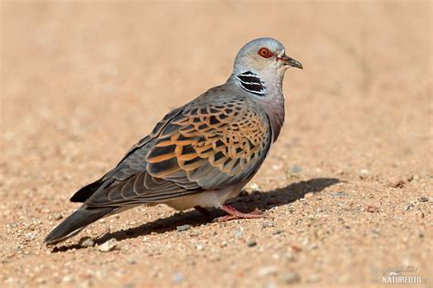 Turtle Dove Photos, Turtle Dove Images, Nature Wildlife Pictures ...