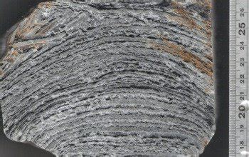 Caltech, JPL Scientists Say that Microbial Mats Built 3.4-Billion-Year-Old Stromatolites - www ...