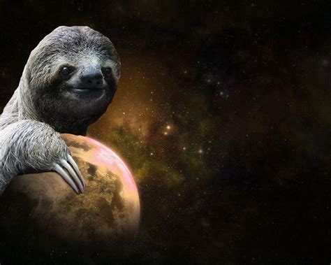 Cute Sloth Wallpapers - Top Free Cute Sloth Backgrounds - WallpaperAccess