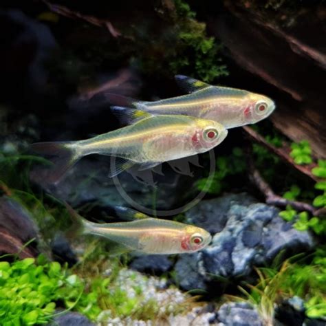 Tetra Pristella Blushing X Ray Pristella Maxillaris Aquatics