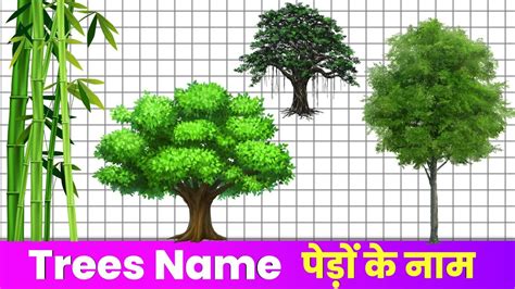 20 Trees name in English and Hindi | पेड़ों के नाम हिंदी और इंग्लिश में ...