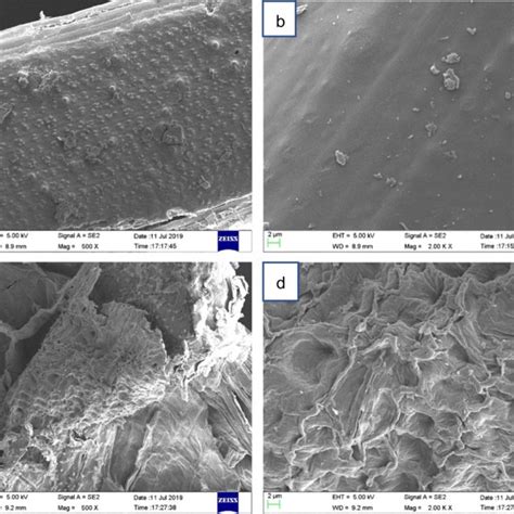 Scanning Electron Microscopy Sem Images Of Rs Samples A Raw × 500