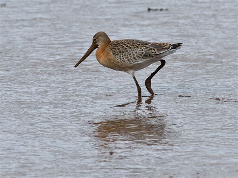 Black Tailed Godwit Limosa Limosa 7 9 2022 Topsham Devon Tim