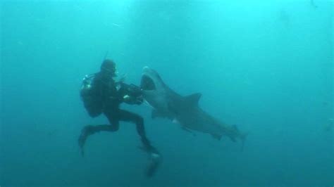 Amazing Footage Of Tiger Shark Close Encounter With Diver Youtube