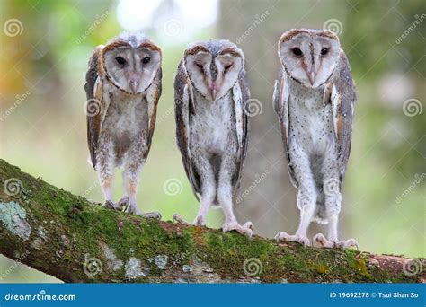 Baby Barn Owl Royalty Free Stock Photos - Image: 19692278