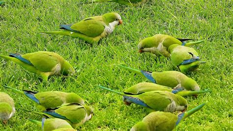 Many Cute Parrots Green Parrot Talking 4k Video Youtube