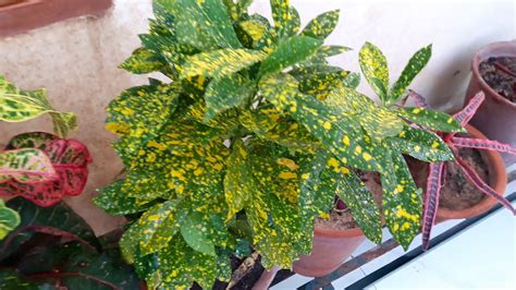 How To Grow And Care Croton Plant Fun Gardening 12 Sep 2017