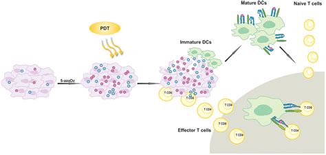 Frontiers Targeting Epigenetic Processes In Photodynamic Therapy