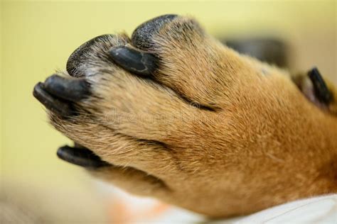 Sore Paw Pads On Dogs Animal Health Partners Atelier Yuwaciaojp