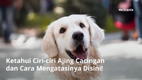 Ciri Ciri Anjing Cacingan Dan Cara Mengatasinya Hewania