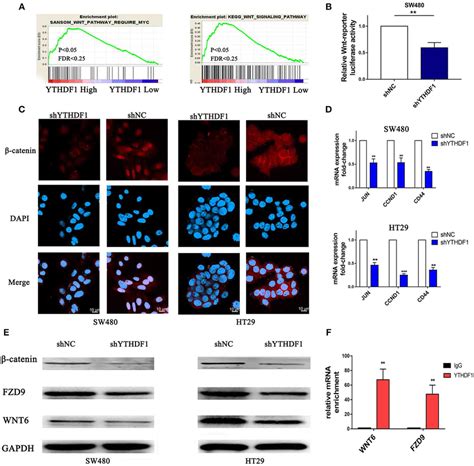 Silencing Of Ythdf1 Inhibits The Wntβ Catenin Pathway In Crc Cells Download Scientific