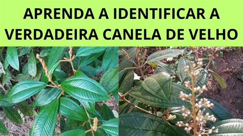 APRENDA A IDENTIFICAR A VERDADEIRA CANELA DE VELHO Miconia Albicans