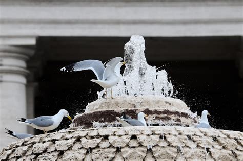 How to Do Urban Wildlife Photography