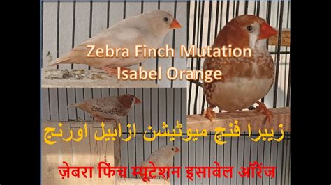 Zebra Finch Isabel Full Orange Mutation New Entry In Breeding World