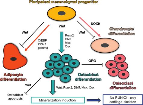 6 Differentiation Of Osteoblasts Osteoblasts Originate From Download Scientific Diagram