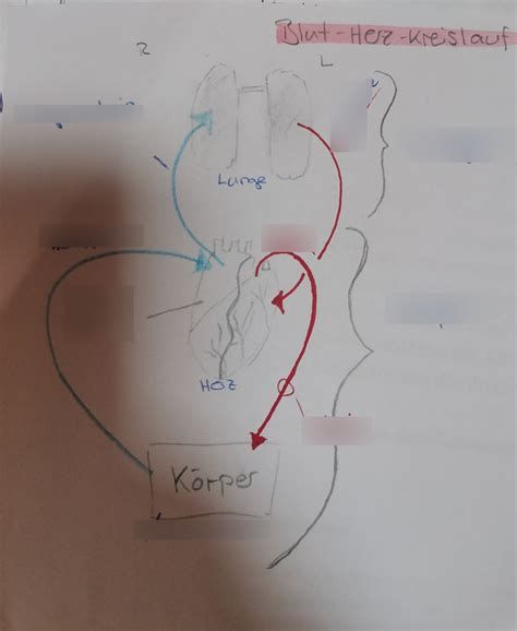 Bio Blut Herz Kreislauf Ns Diagram Quizlet