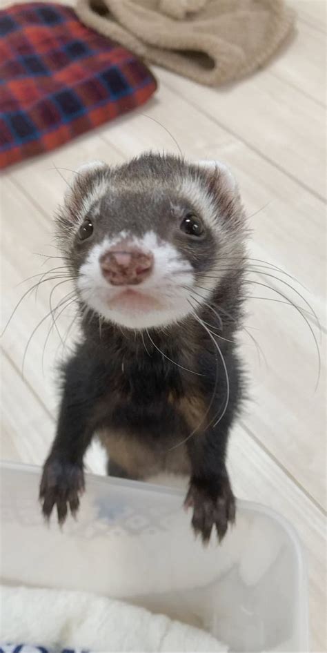 Eli on Twitter RT moffrine 美味いのもっとくれ っていう顔 笑 フェレット ferret