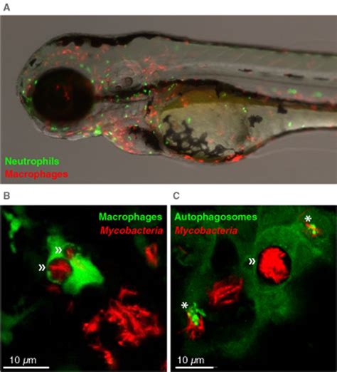 Real‐time Imaging And Genetic Dissection Of Hostmicrobe Interactions